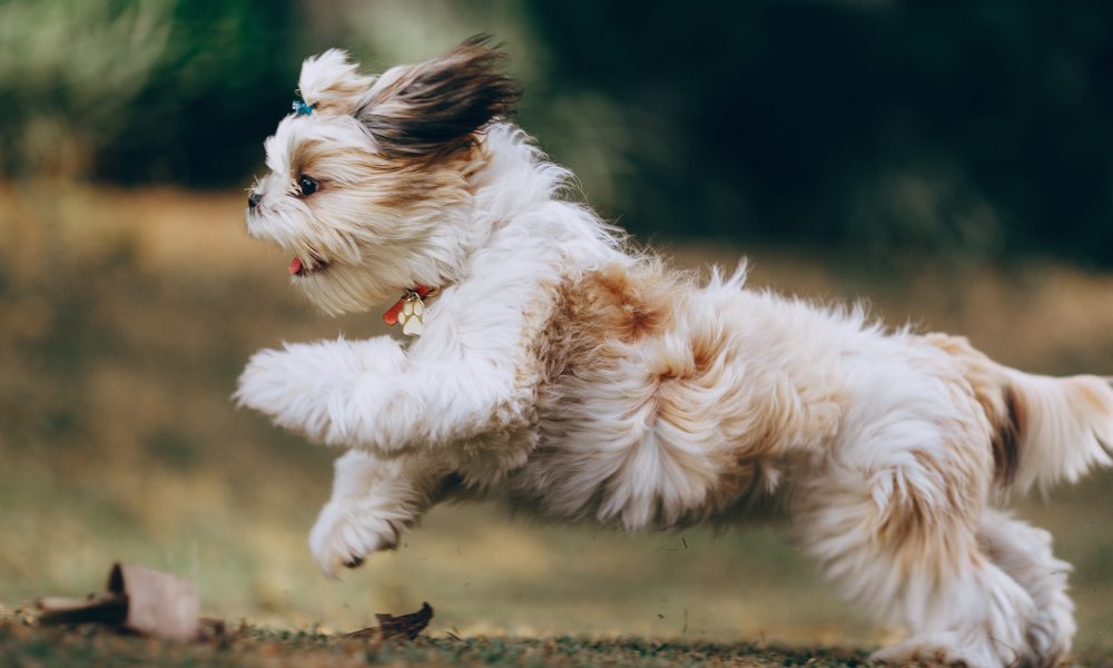 Panning Shot of a Running Shih Tzu