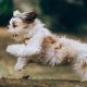 Panning Shot of a Running Shih Tzu