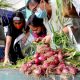 Red onions