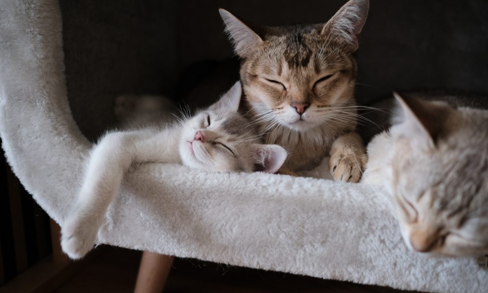 Tabby Cats Sleeping