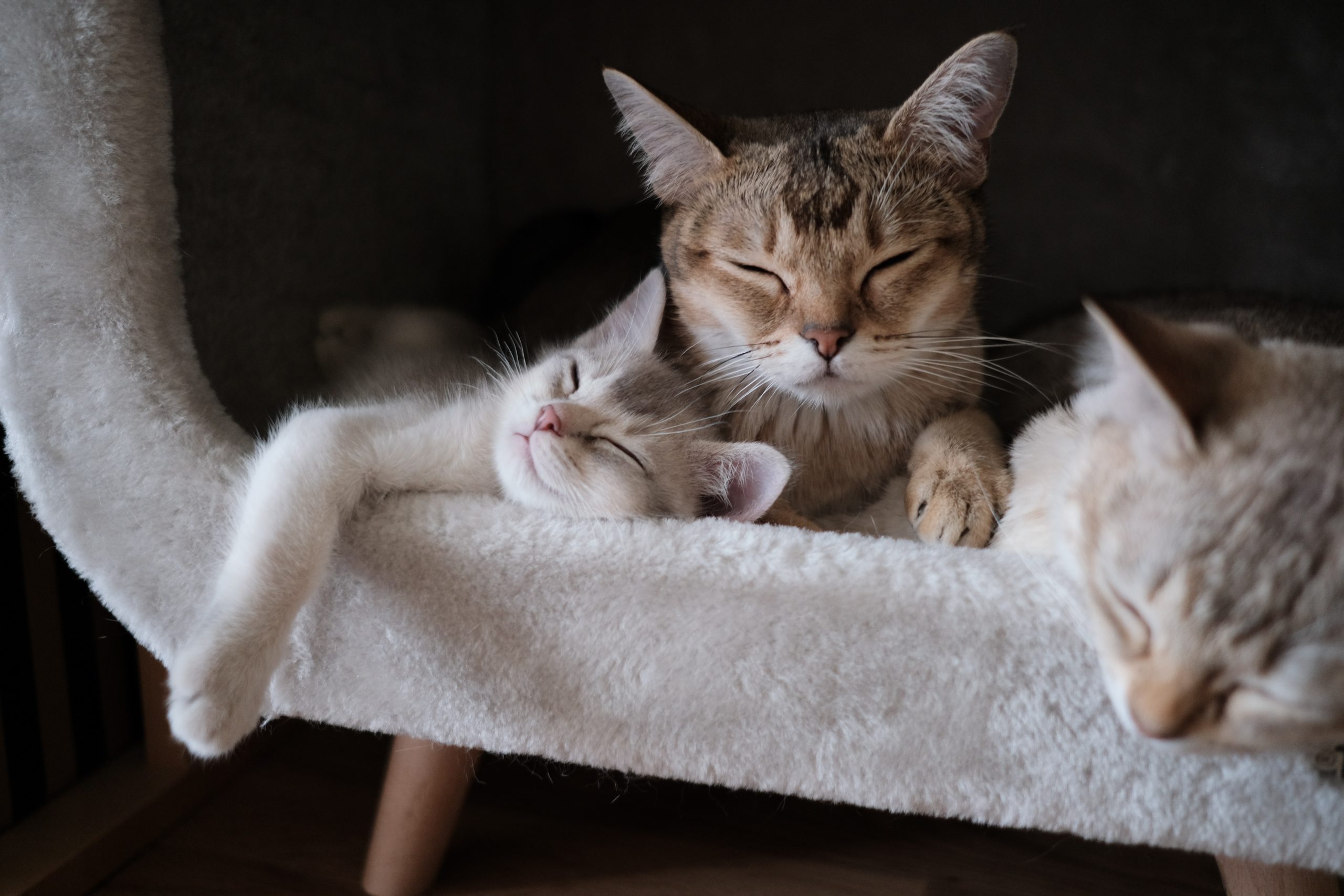 Tabby Cats Sleeping