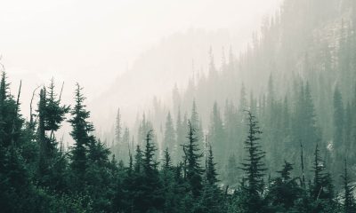 pine trees in Jacques Cartier National Park