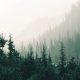 pine trees in Jacques Cartier National Park