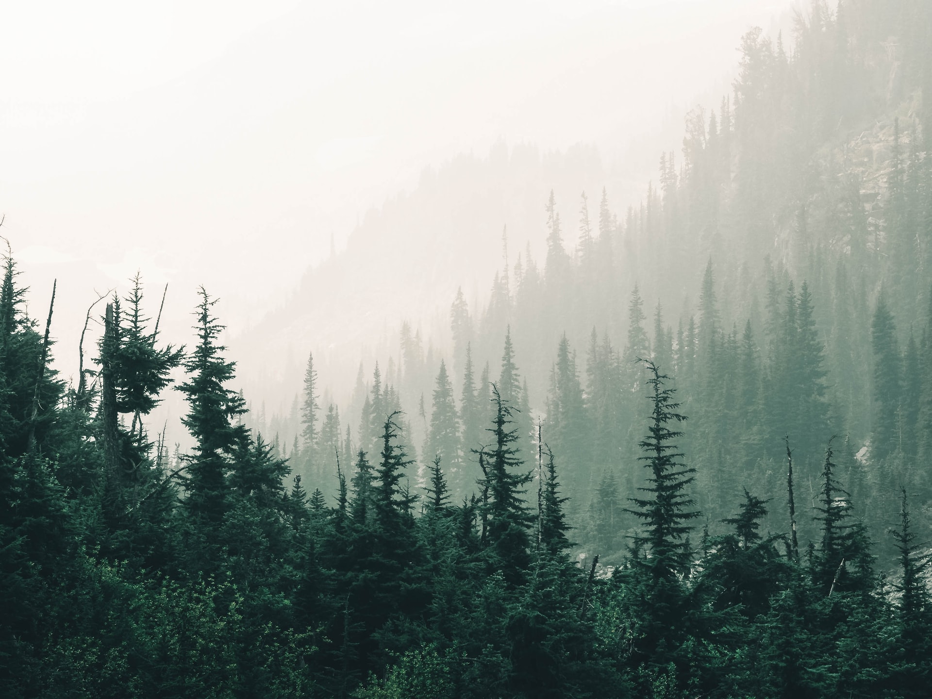 pine trees in Jacques Cartier National Park