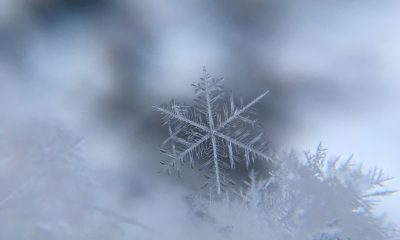 close-up of snowflake