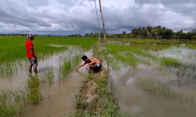 farmers