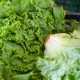 lettuce at the market