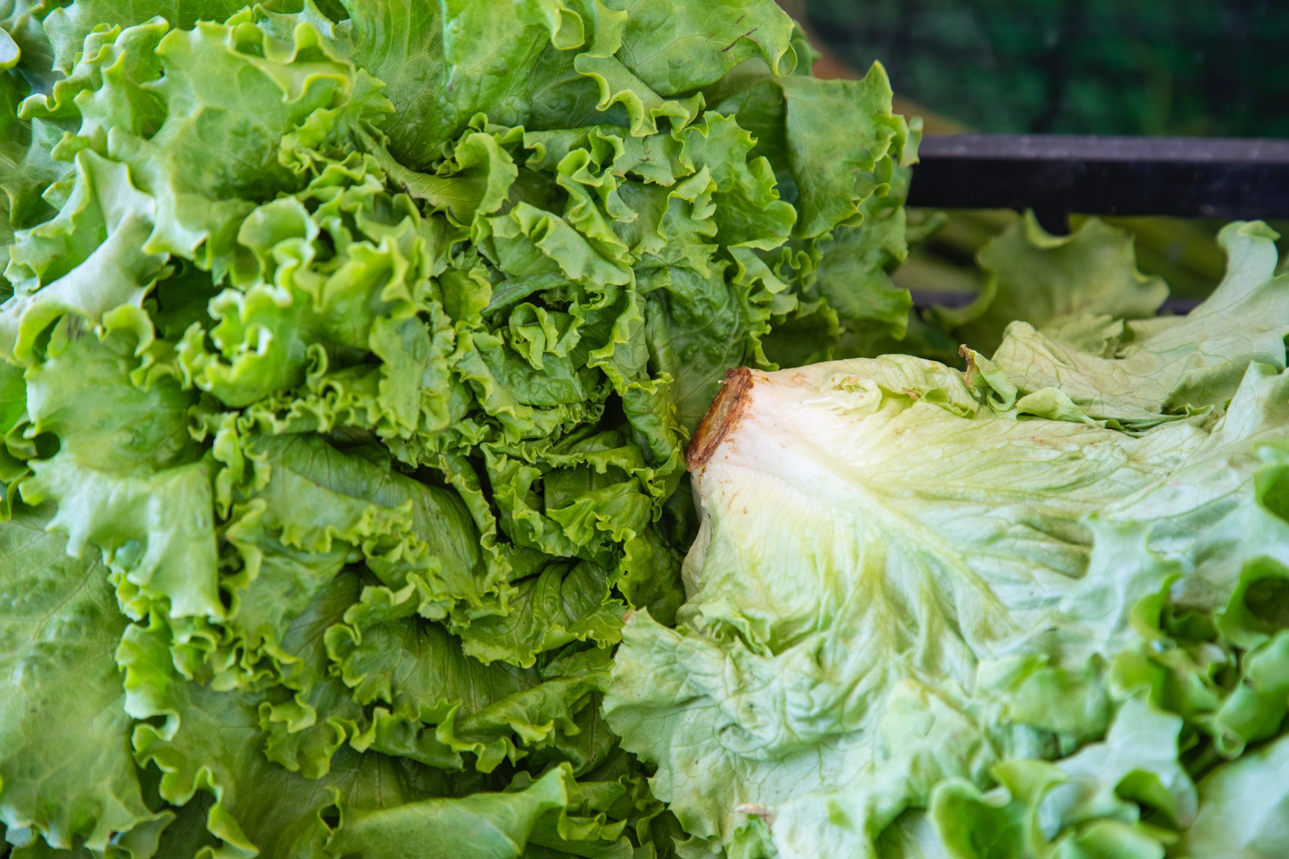 lettuce at the market