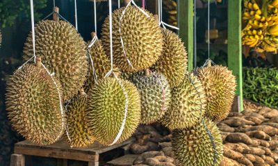 durians hanging on a market store