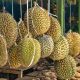 durians hanging on a market store