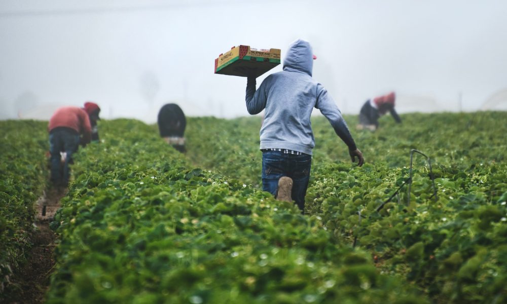 fruit pickers on field