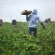 fruit pickers on field