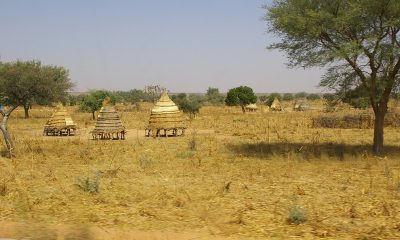 countryside field in Niger