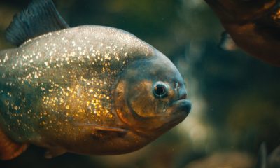 Red-Bellied Piranha Underwater
