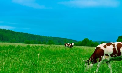 cows on a field