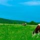 cows on a field