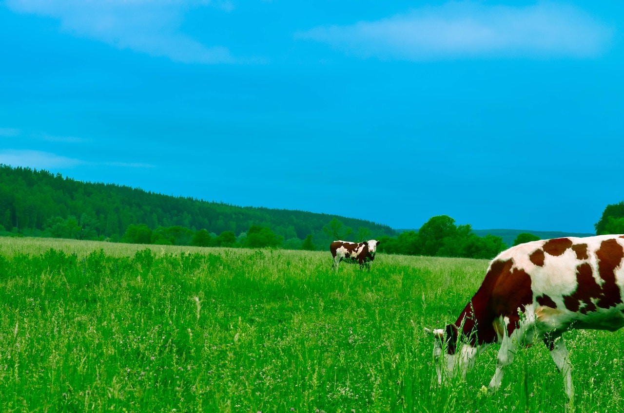 cows on a field