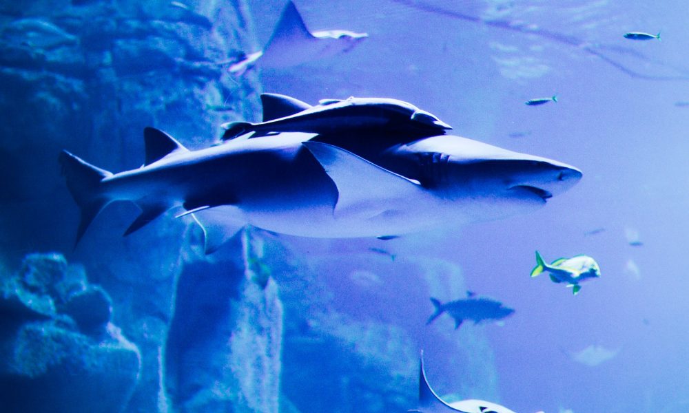 Shark and Stingrays Underwater