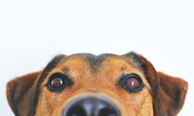 Closeup Photo of Brown and Black Dog Face