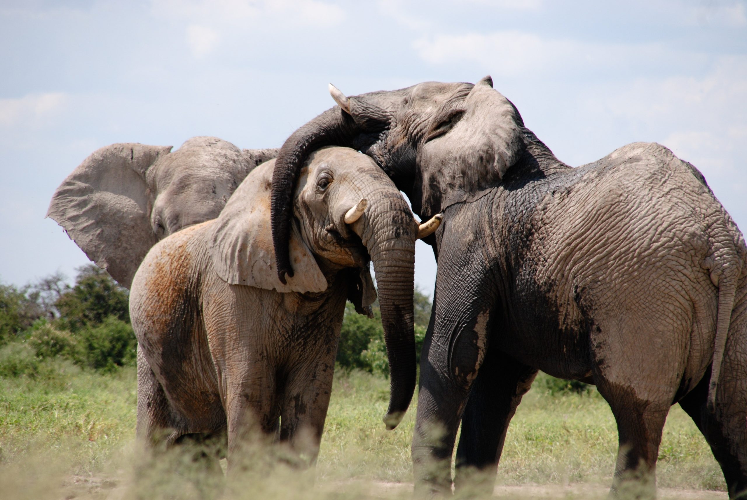Grey Black Elephant on Green Grass Field