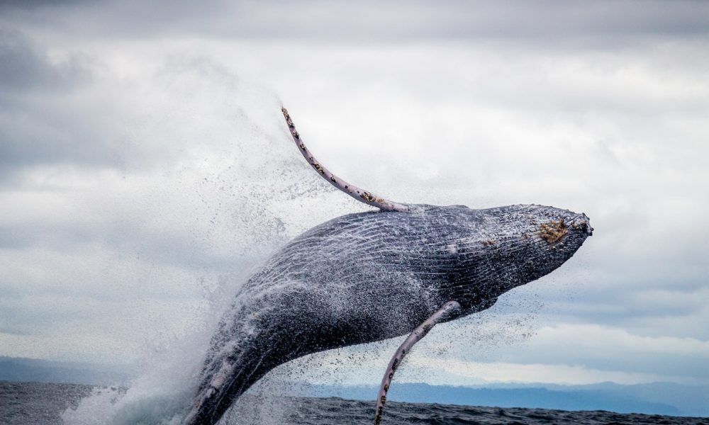 humpback whale