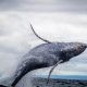 humpback whale