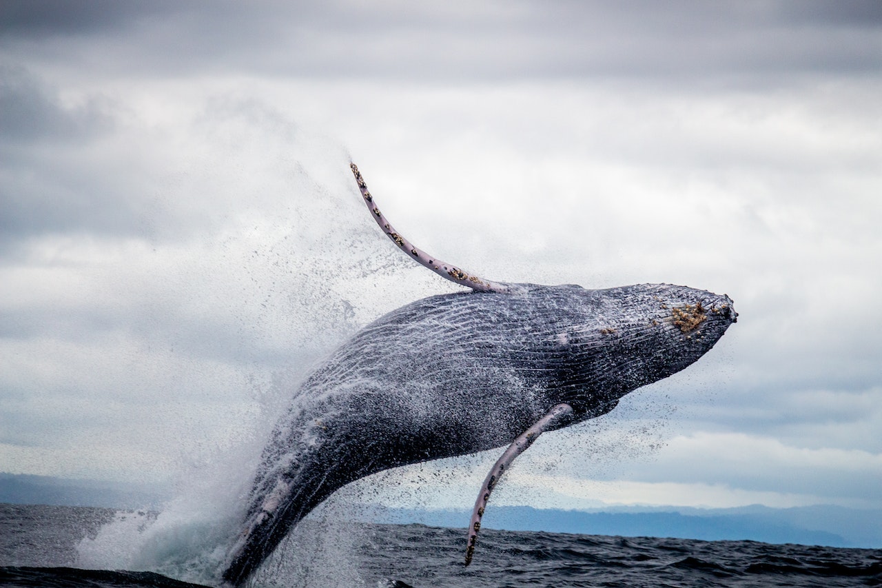 humpback whale