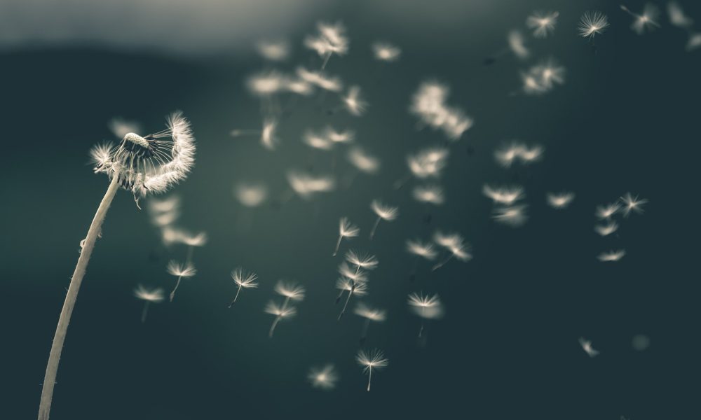 flying dandelions