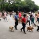 people walking their pets