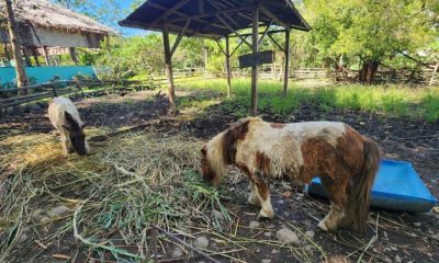 ponies graze inside the Dreamland Zoo and Adventure Park