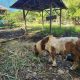 ponies graze inside the Dreamland Zoo and Adventure Park