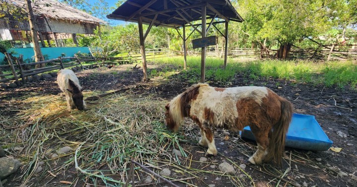 ponies graze inside the Dreamland Zoo and Adventure Park