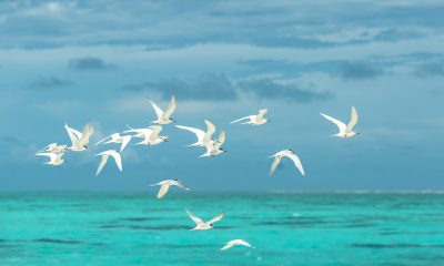 Flock of White Seagulls Flying over the Ocean