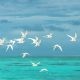 Flock of White Seagulls Flying over the Ocean