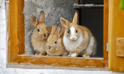 Brown and White Rabbits on Brown Wooden Window