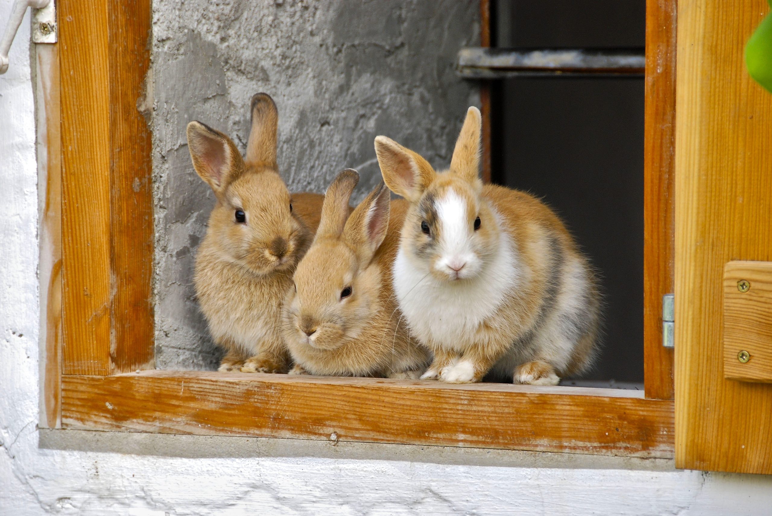 Brown and White Rabbits on Brown Wooden Window