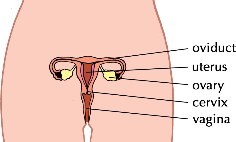 image of female reproductive organ