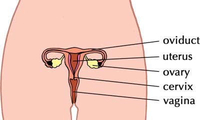 image of female reproductive organ