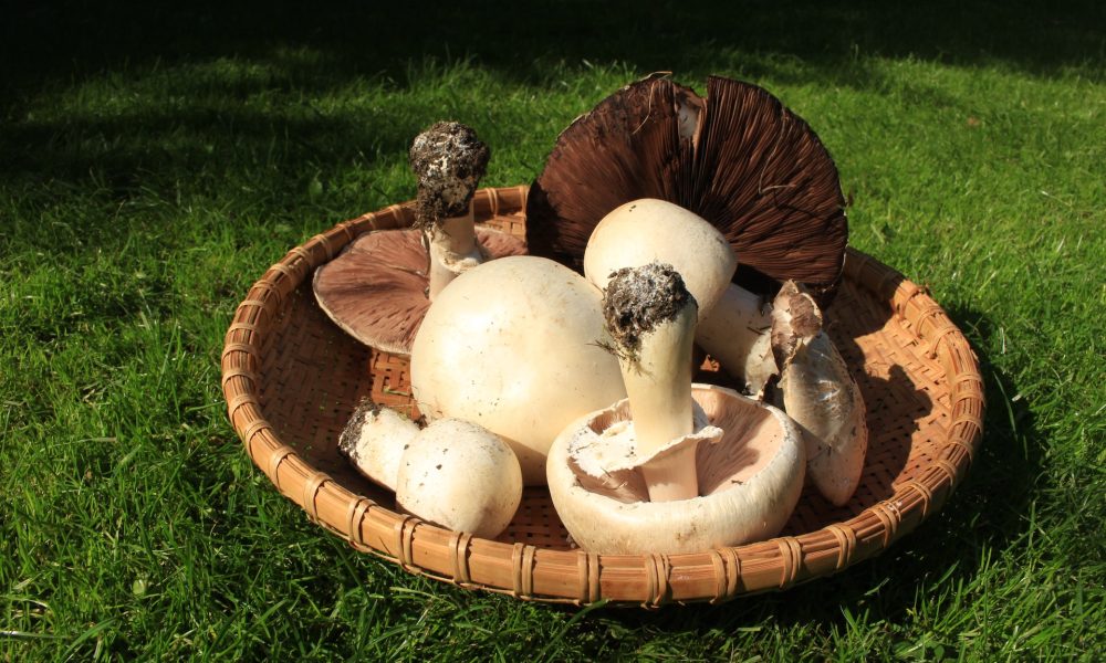 mushrooms on basket