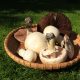 mushrooms on basket