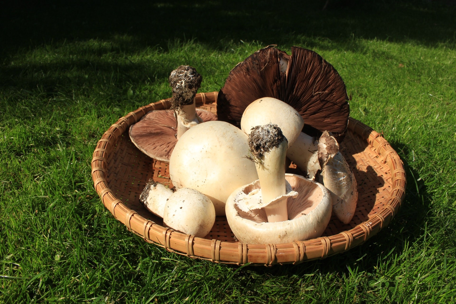 mushrooms on basket