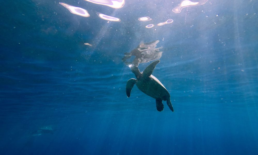 A Sea Turtle in the Ocean