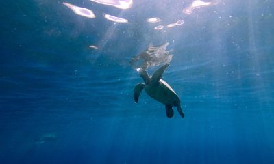 A Sea Turtle in the Ocean