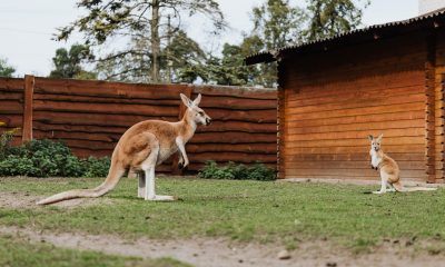 kangaroo
