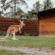 kangaroo