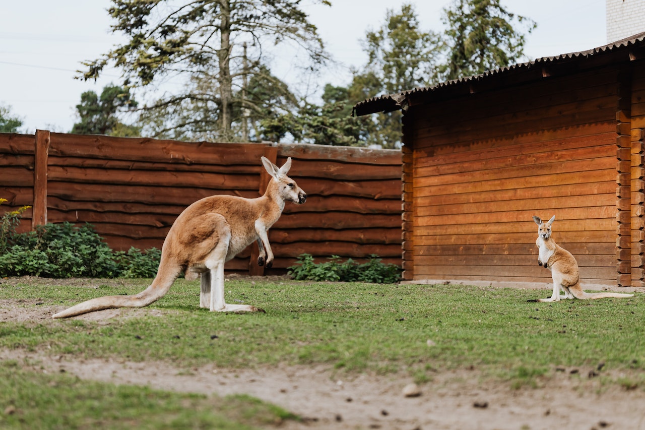 kangaroo