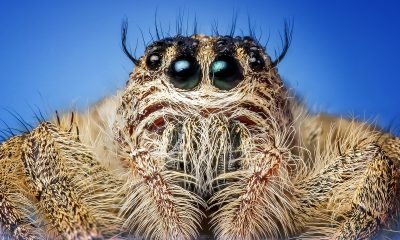 Close-up Portrait of Spider
