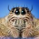 Close-up Portrait of Spider