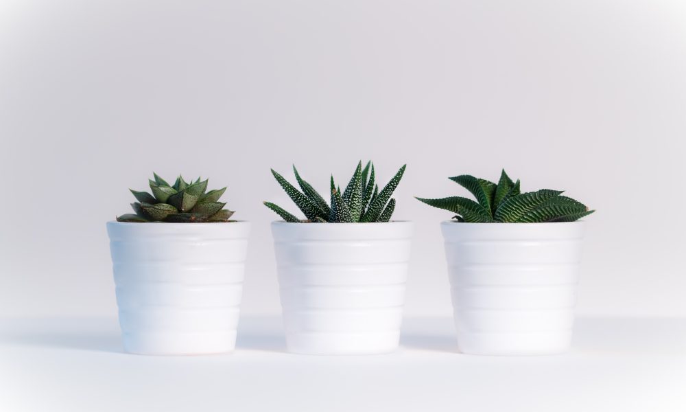 Three Green Assorted Plants in White Ceramic Pots