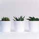 Three Green Assorted Plants in White Ceramic Pots